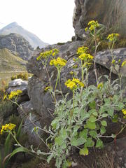 Senecio verbascifolius