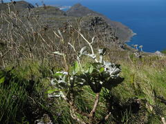 Senecio verbascifolius