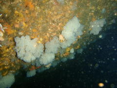 Leptophyton benayahui