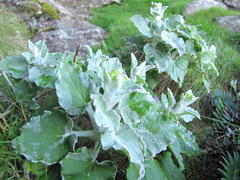 Senecio verbascifolius