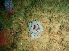 Halgerda dichromis