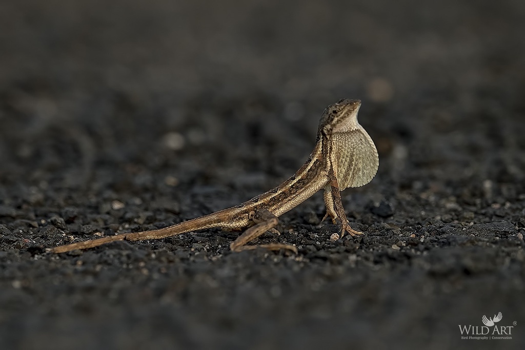 Spiny-Headed Fan-Throated Lizard