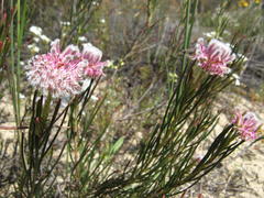 Serruria linearis