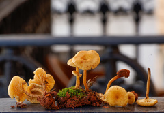 Crepidotus subfulviceps