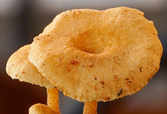 Crepidotus subfulviceps