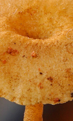 Crepidotus subfulviceps