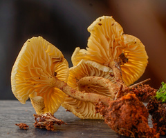 Crepidotus subfulviceps