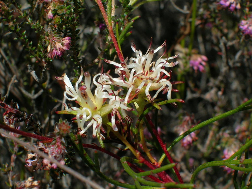 Clandestine Spiderhead