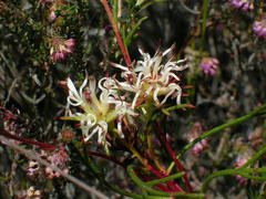 Serruria rebeloi