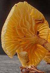 Crepidotus subfulviceps