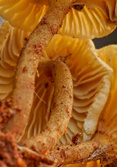 Crepidotus subfulviceps