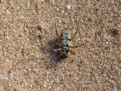 Leptostethus marginatus