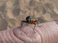 Leptostethus marginatus