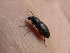 Leptostethus marginatus