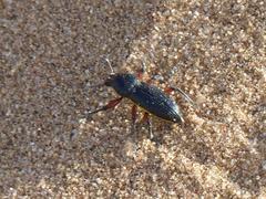 Leptostethus marginatus