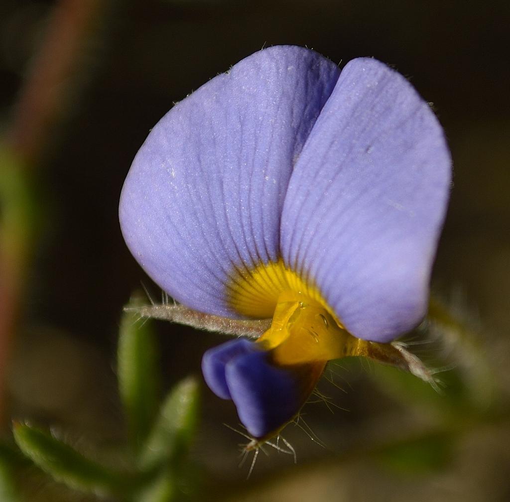 Lotononis azurea