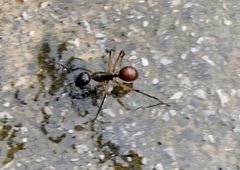 Dinomyrmex gigas borneensis