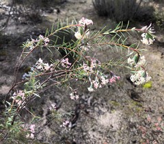 Pimelea stricta