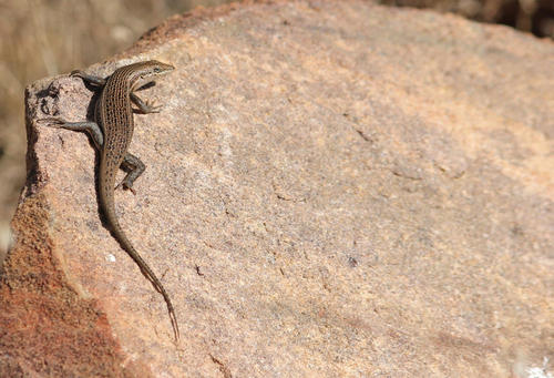 Variable skink, Trachylepis laevigata