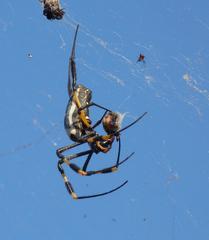 Trichonephila senegalensis annulata