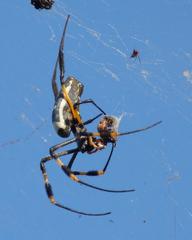 Trichonephila senegalensis annulata