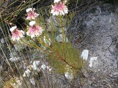 Serruria phylicoides