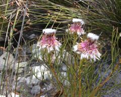 Serruria phylicoides