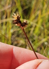 Carex heleonastes
