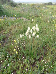 Bulbinella eburniflora