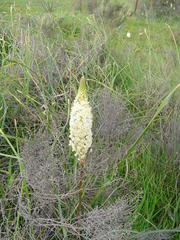 Bulbinella eburniflora