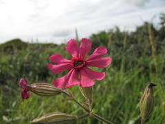 Silene ornata