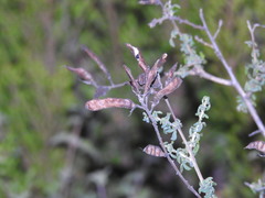 Adenocarpus anisochilus