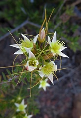 Calytrix flavescens