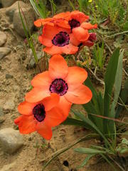 Sparaxis elegans