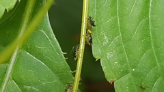 Impatientinum asiaticum
