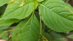 Impatientinum asiaticum