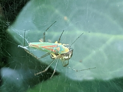 Graphocephala fennahi