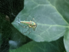 Graphocephala fennahi