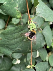 Bombus