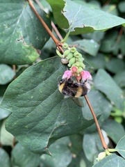 Bombus