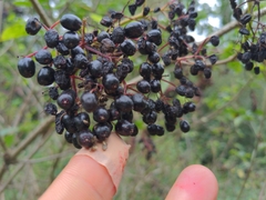 Sambucus nigra