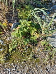 Potentilla fragiformis