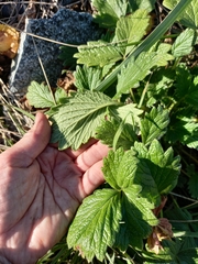 Potentilla fragiformis