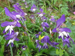 Sparaxis metelerkampiae