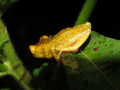 Dendropsophus triangulum