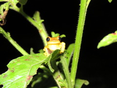 Dendropsophus triangulum