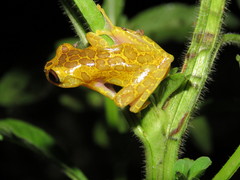 Dendropsophus triangulum