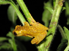 Dendropsophus triangulum