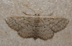 Scopula hypochra