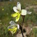 Sparaxis parviflora - Photo (c) Nick Helme,  זכויות יוצרים חלקיות (CC BY-SA), uploaded by Nick Helme